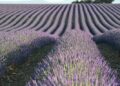 Aerial view of neat purple lavender rows in a field illustrating Essential website maintenance tasks every beginner must master now.