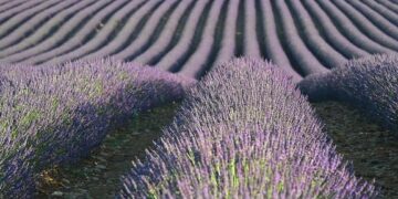 Aerial view of neat purple lavender rows in a field illustrating Essential website maintenance tasks every beginner must master now.