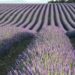 Rows of purple lavender stretching into the distance, evoking order and care while illustrating Unlocking Website Hosting Maintenance: Essential Insights You Need.